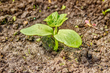 Cucumber seedlings sprout from the ground close-up