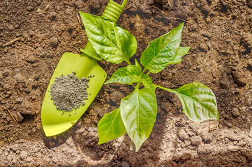 Pepper seedlings in the seedbed and a garden shovel the granules