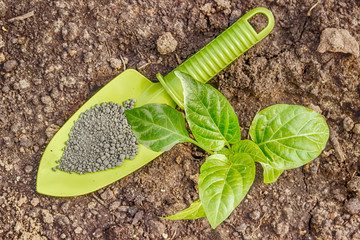 Pepper seedlings in the seedbed and a garden shovel the granules