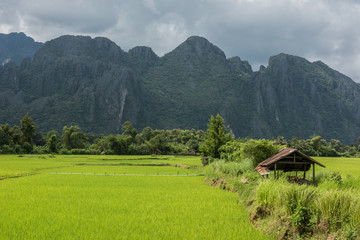 Fototapeta premium Lush Green Lands