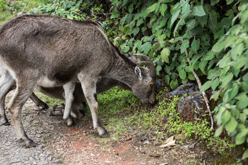 Nilgiri Ibex and Calf