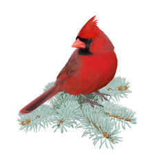 Northern Cardinal.
Hand drawn vector illustration of a male Northern cardinal perched on a spruce twig.Transparent background, realistic representation.
- 111827472