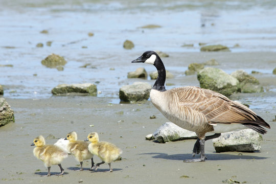 Mother goose with goslings walking on the beach