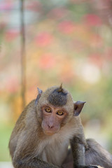 可愛いサル