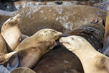 Sea Lions hauling out on boat docks in San Francisco. Sleeping on top of each other.