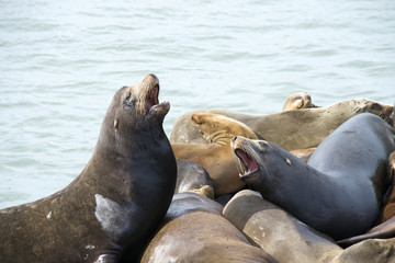 Sea Lions hauling out on boat docks in San Francisco. Dominant behavior exhibited by some while others sleep on top of each other