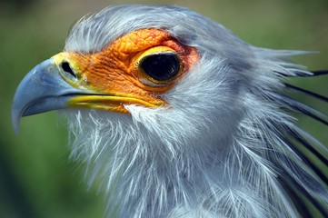 Secretary Bird