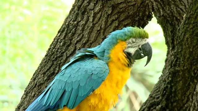  Beautiful colorful parrot.