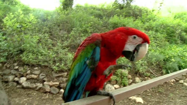 Beautiful red parrot.