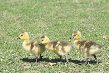 Days old gosling chicks walking through grass looking for bugs to eat. Curious about their surroundings, exploring.