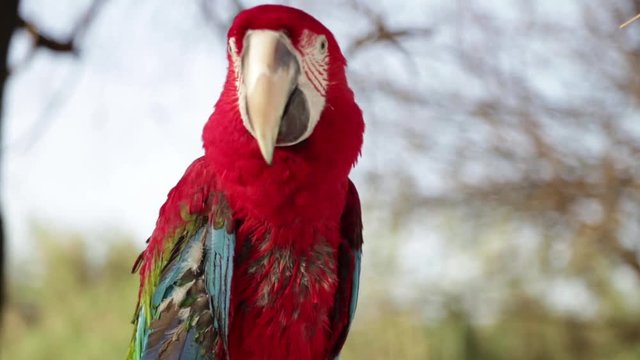  Big colorful parrot-close up.