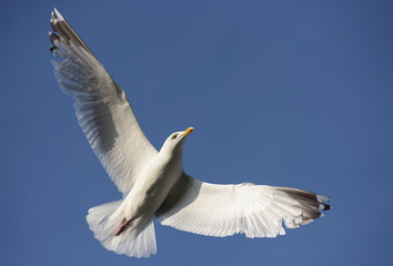 Herring Gull