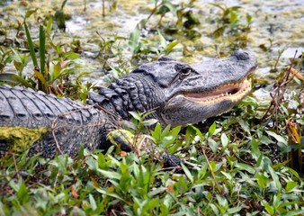 American Alligator 