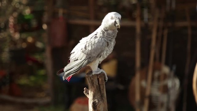 big gray parrot.