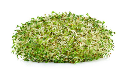 alfalfa sprouts isolated on white background