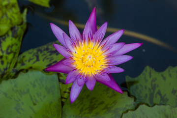 violet waterlily or lotus flower blooming on pond