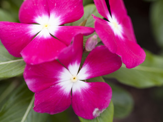 close-up of flowers.