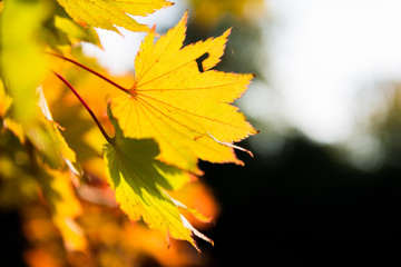Golden Autumn leaves , selective focus