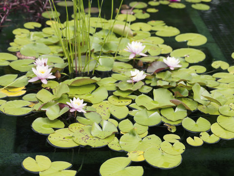 image of water lilies.