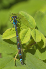 Dorsal View of Blue Damselfly