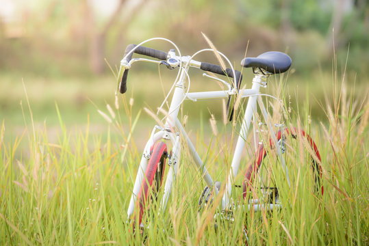 Sport Vintage Bicycle with green grass field