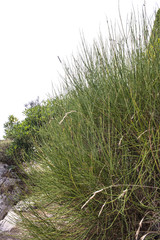 close-up shot of grass.