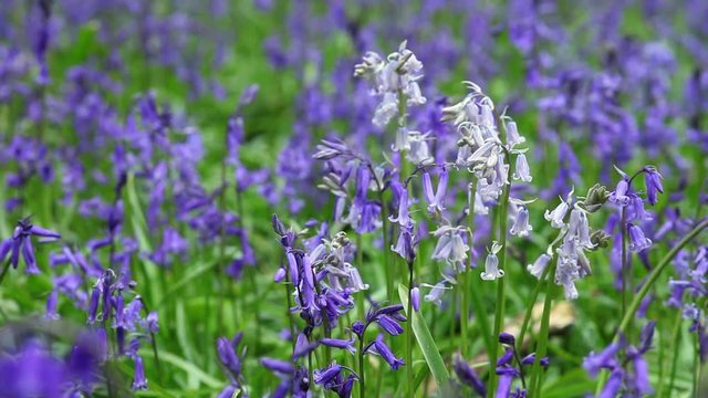 Wild Spring Meadow with Blooming Bluebell Flowers