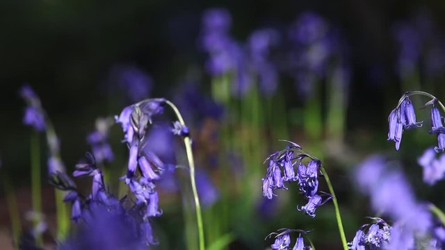 Tiny Bluebell Flowers in Forest Meadow with Sound of Singing Birds
