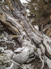 bristlecone pines (pinus longaeva)