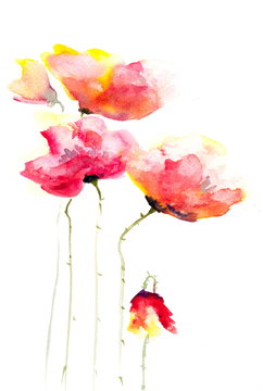 Red poppy flowers , watercolor painting