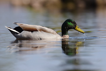 Mallard, Duck, Anas platyrhynchos
