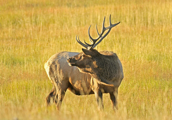 Naklejka na ściany i meble Wild Bull Elk in the Grass