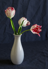 Tulips in a ceramic vase on a dark blue background.
