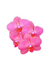 Pink orchid flower