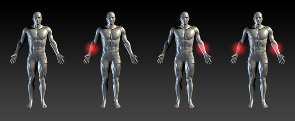Arm Anatomy photos, royalty-free images, graphics, vectors & videos