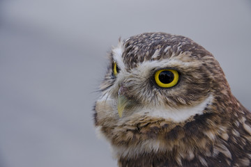 A burrowing owl rests.