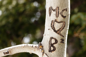 Initials Carved On Aspen Trees