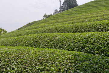 Fototapeta na wymiar tea plantation of kyoto japan