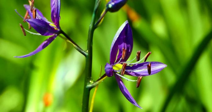 4K Medium Shot of Common Camas, Camassia Quamash on a Bright Spring Day