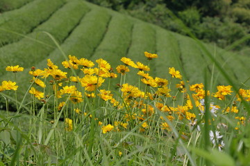 tea plantation of kyoto japan