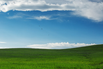 Green field and blue sky