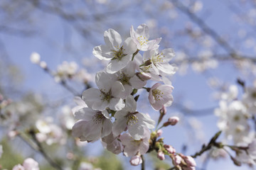 Closeup of Cherry Blossoms
