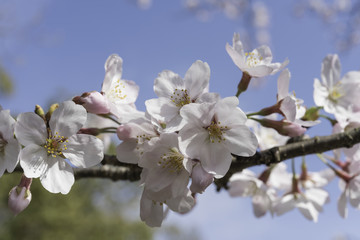 Closeup of Cherry Blossoms