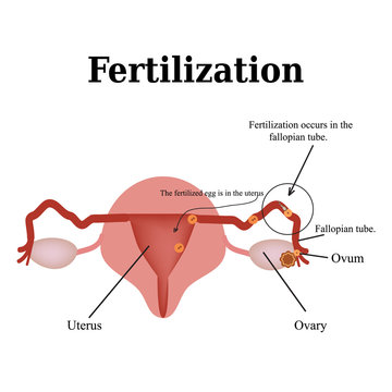Diagram of the structure of the pelvic organs. Fertilization. Vector illustration on isolated background