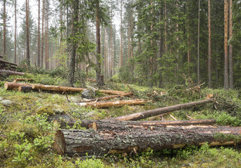 Thinning in pine forest in Finland