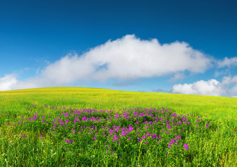 Fototapeta na wymiar Green field in the mountain valley. Beautiful summer landscape