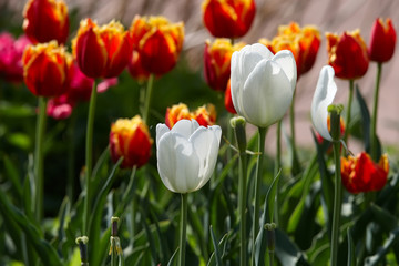 Tulips