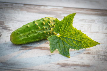 Cucumber with leaves on table in garden on sunny day