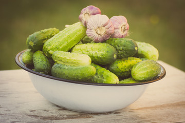 Vintage photo, Cucumbers and garlic in metal bowl in garden on sunny day
