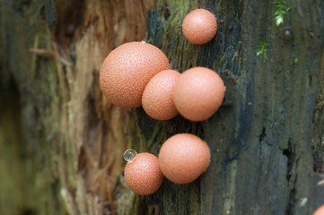 Lycogala epidendrum